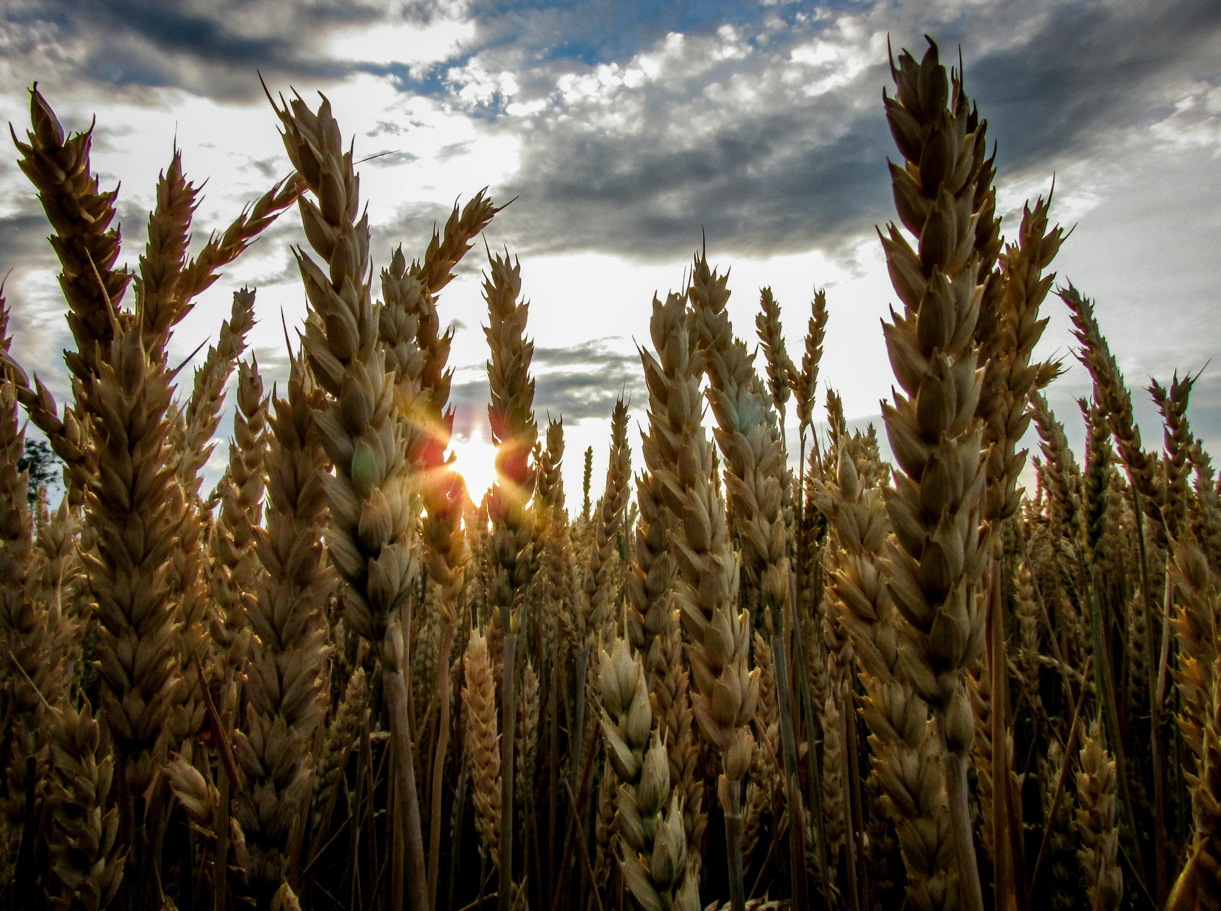 food grains